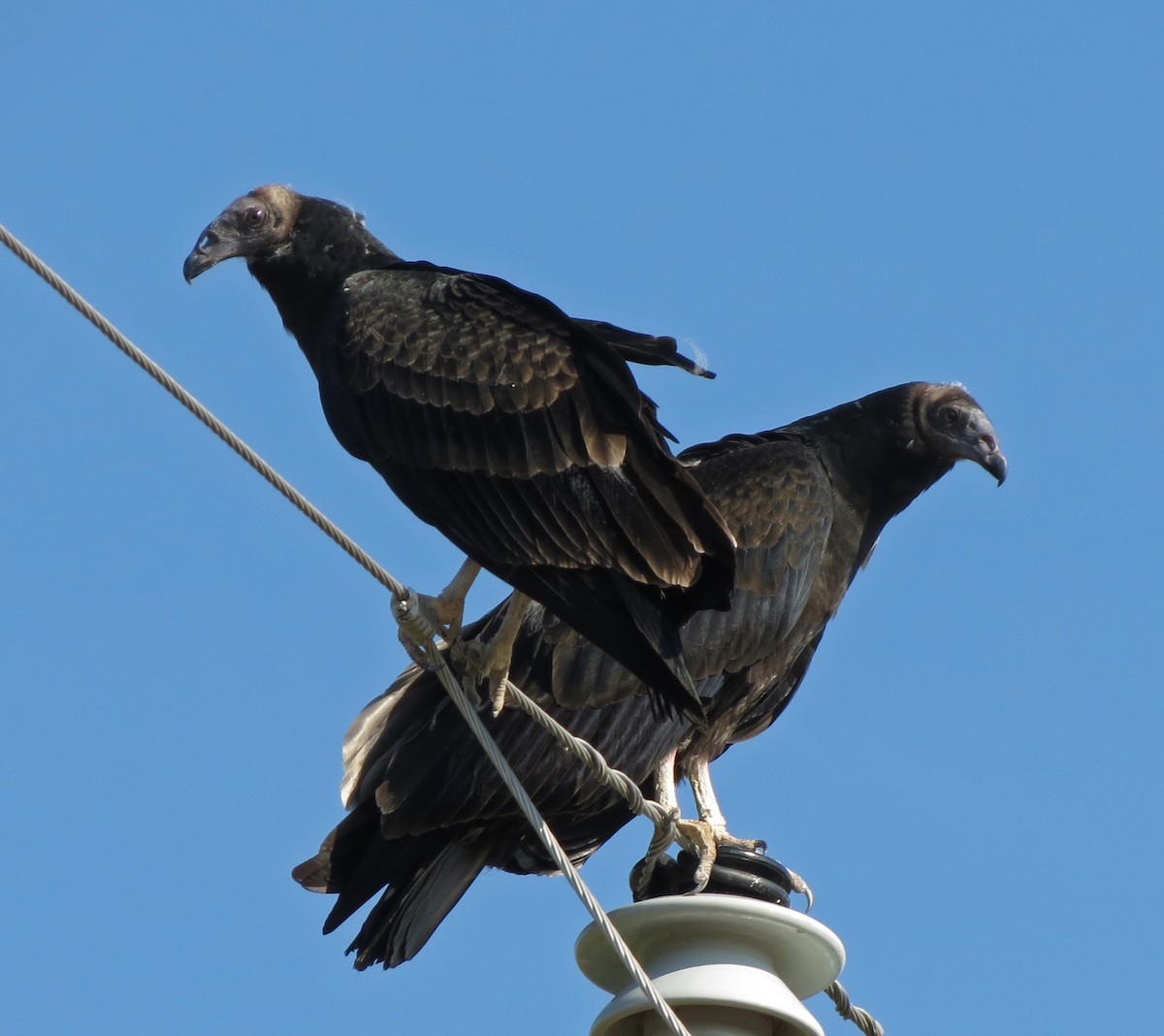 Turkey Vulture - ML640729706