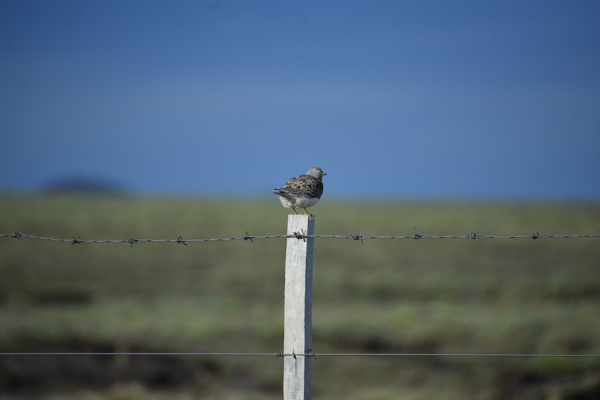 Least Seedsnipe - ML640729740