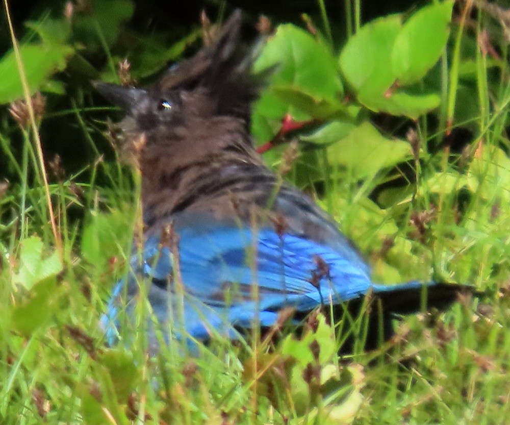 Steller's Jay - ML640729748