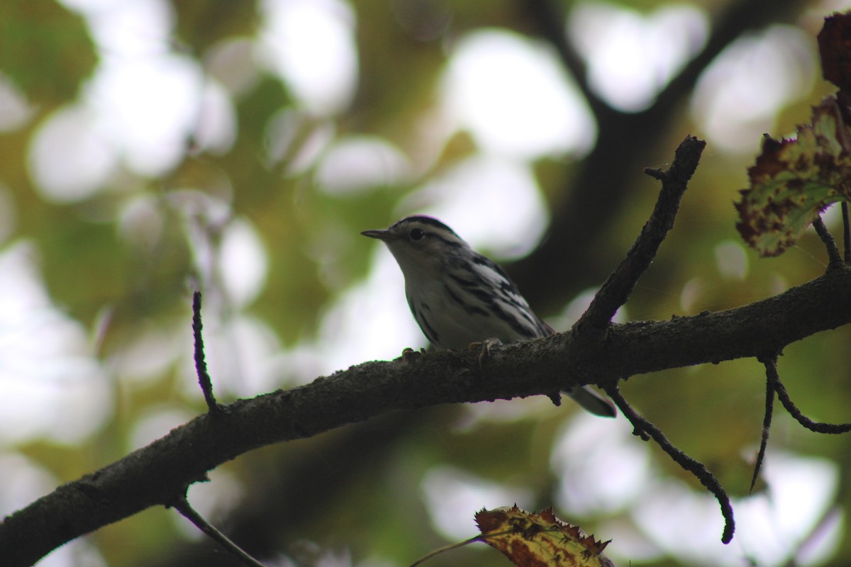 Black-and-white Warbler - ML640729775
