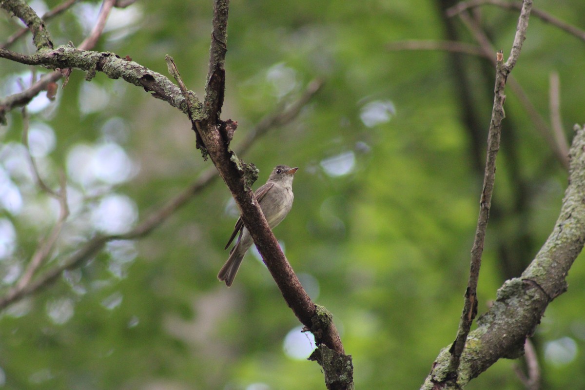 Eastern Wood-Pewee - ML640729788