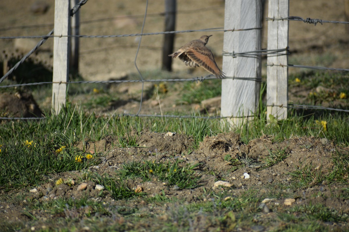 Common Miner - ML640729790