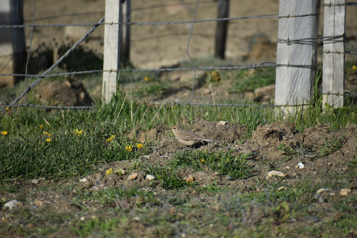 Common Miner - ML640729791