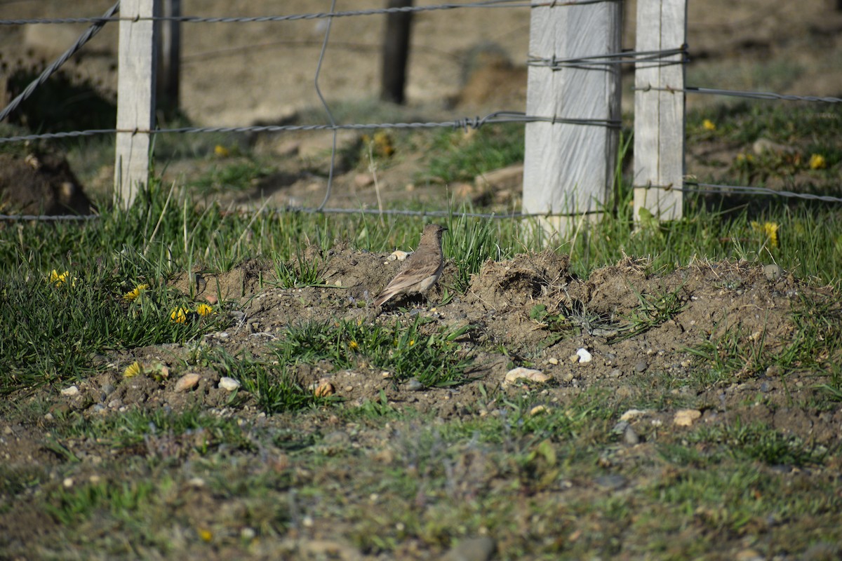 Common Miner - ML640729792