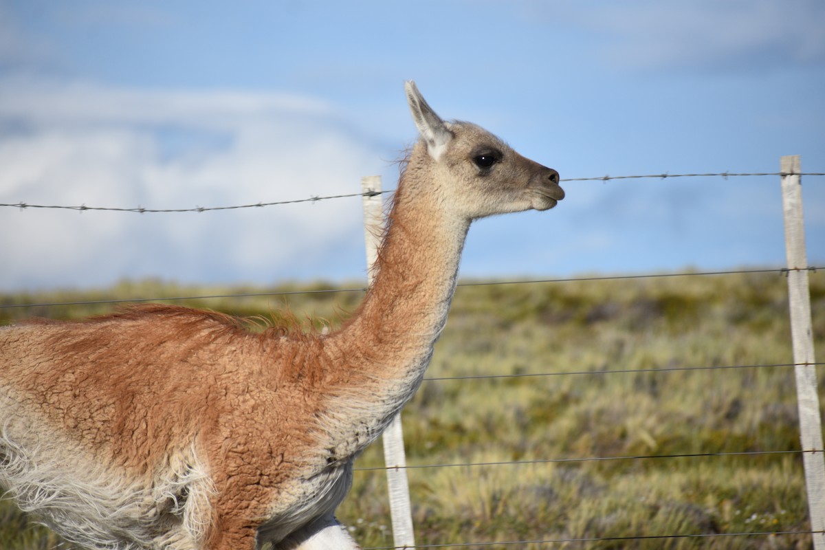 Animals - ML640729793