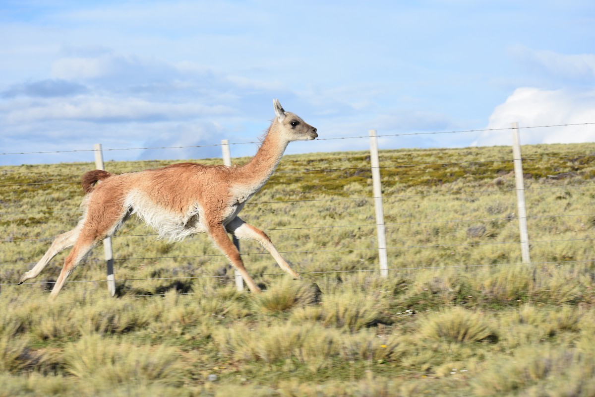 Animals - ML640729795