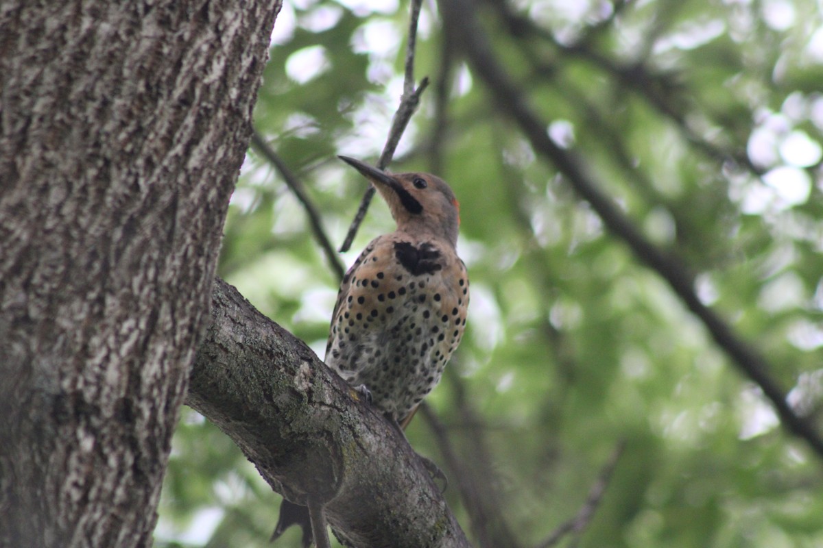 Northern Flicker - ML640729796