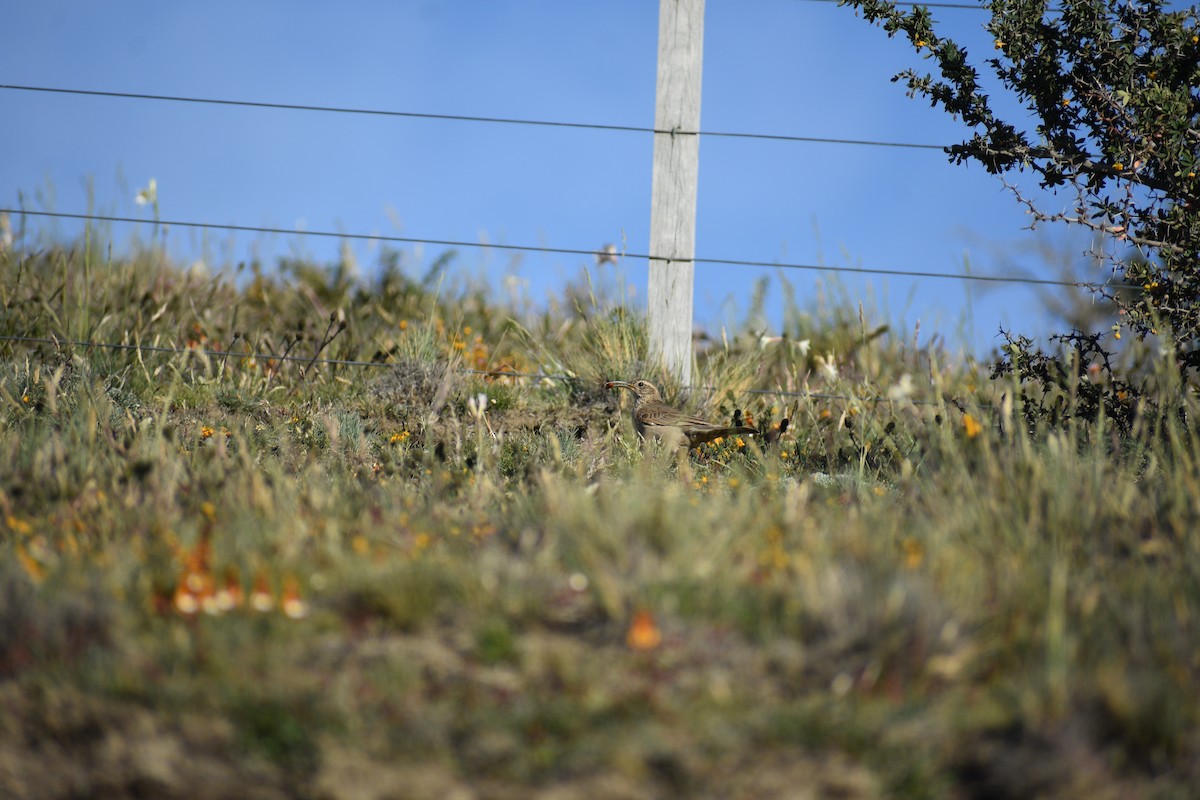 Scale-throated Earthcreeper - ML640729812