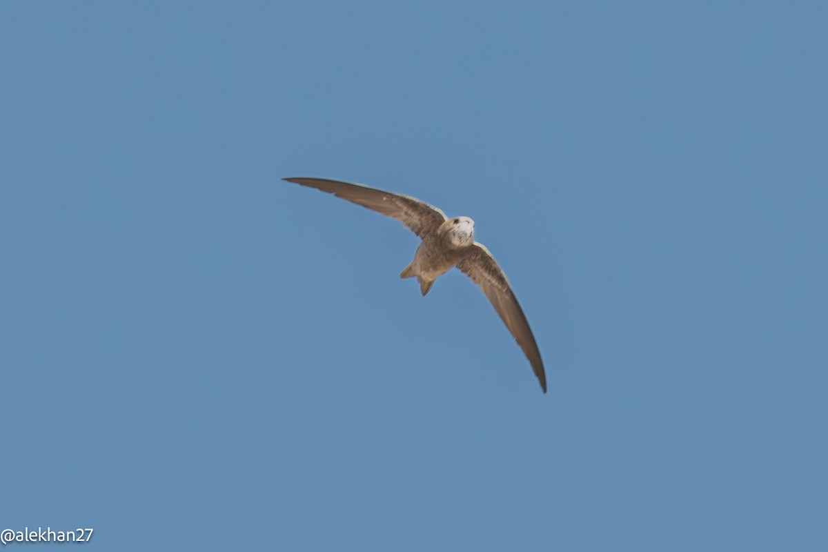 Bradfield's Swift - ML640729818