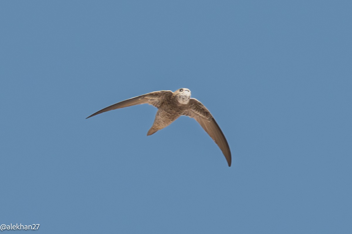 Bradfield's Swift - ML640729819