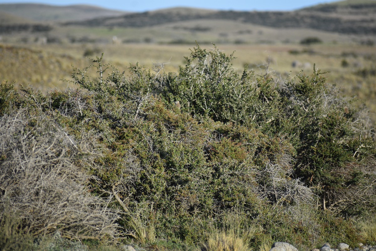 Band-tailed Earthcreeper - ML640729882