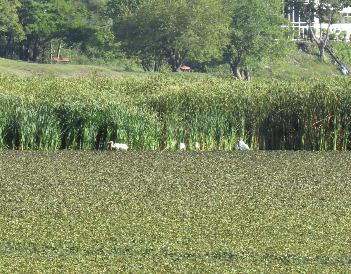 Great Egret - ML640729913
