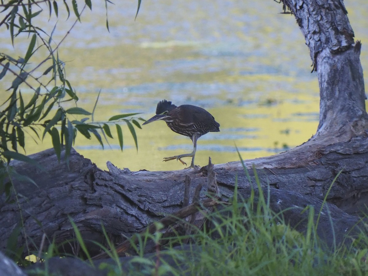 Green Heron - ML640729956