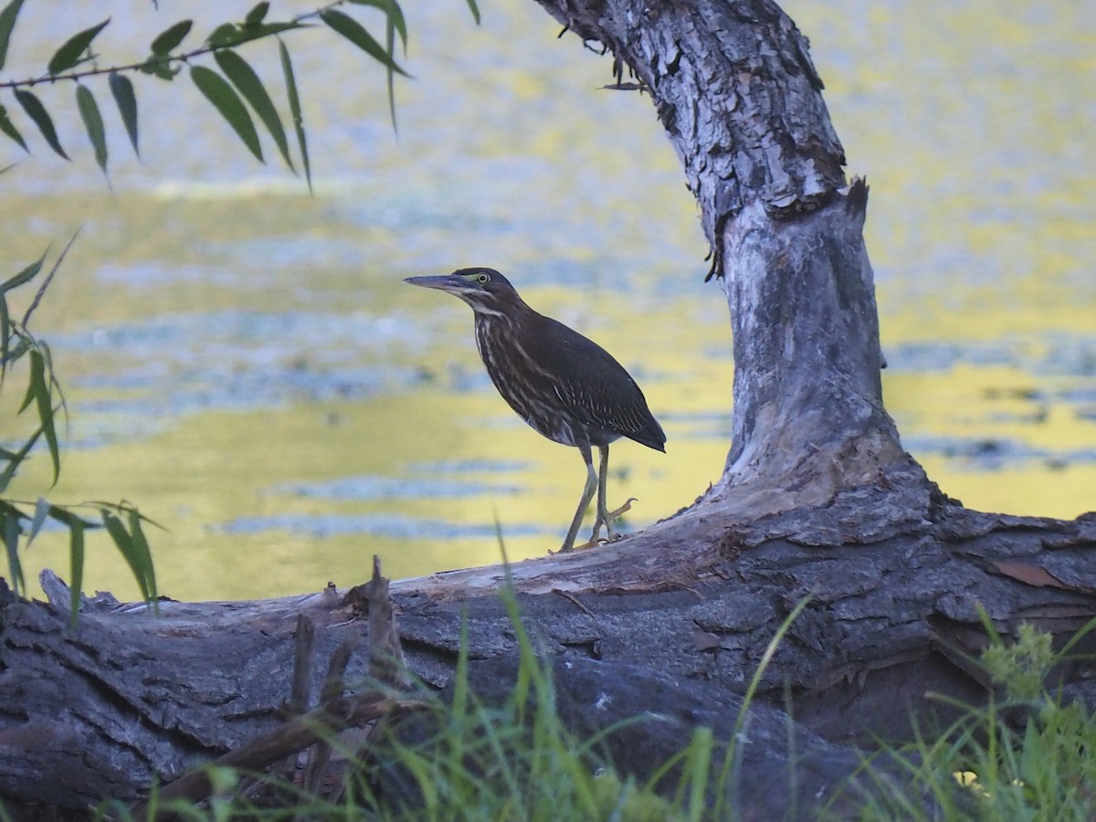 Green Heron - ML640729957