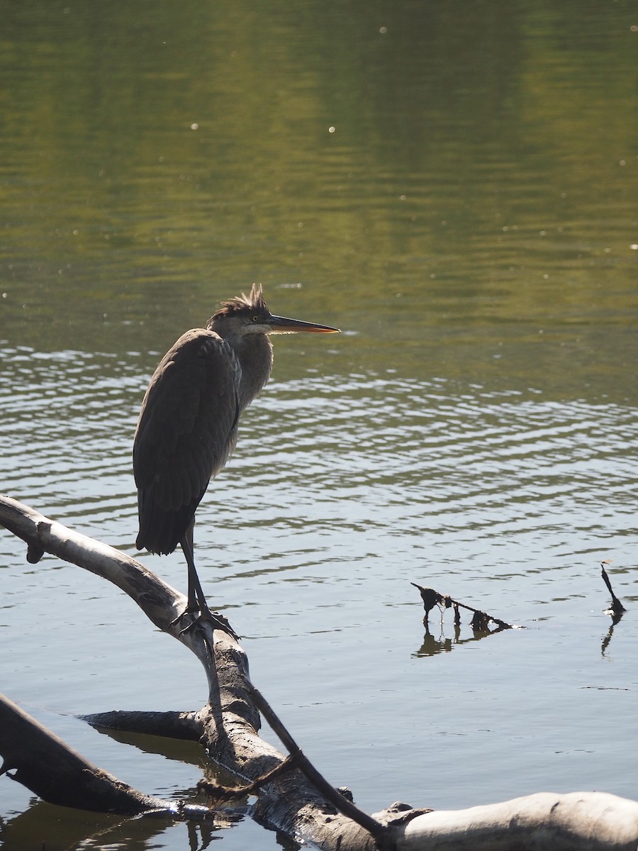 Great Blue Heron (Great Blue) - ML640729976