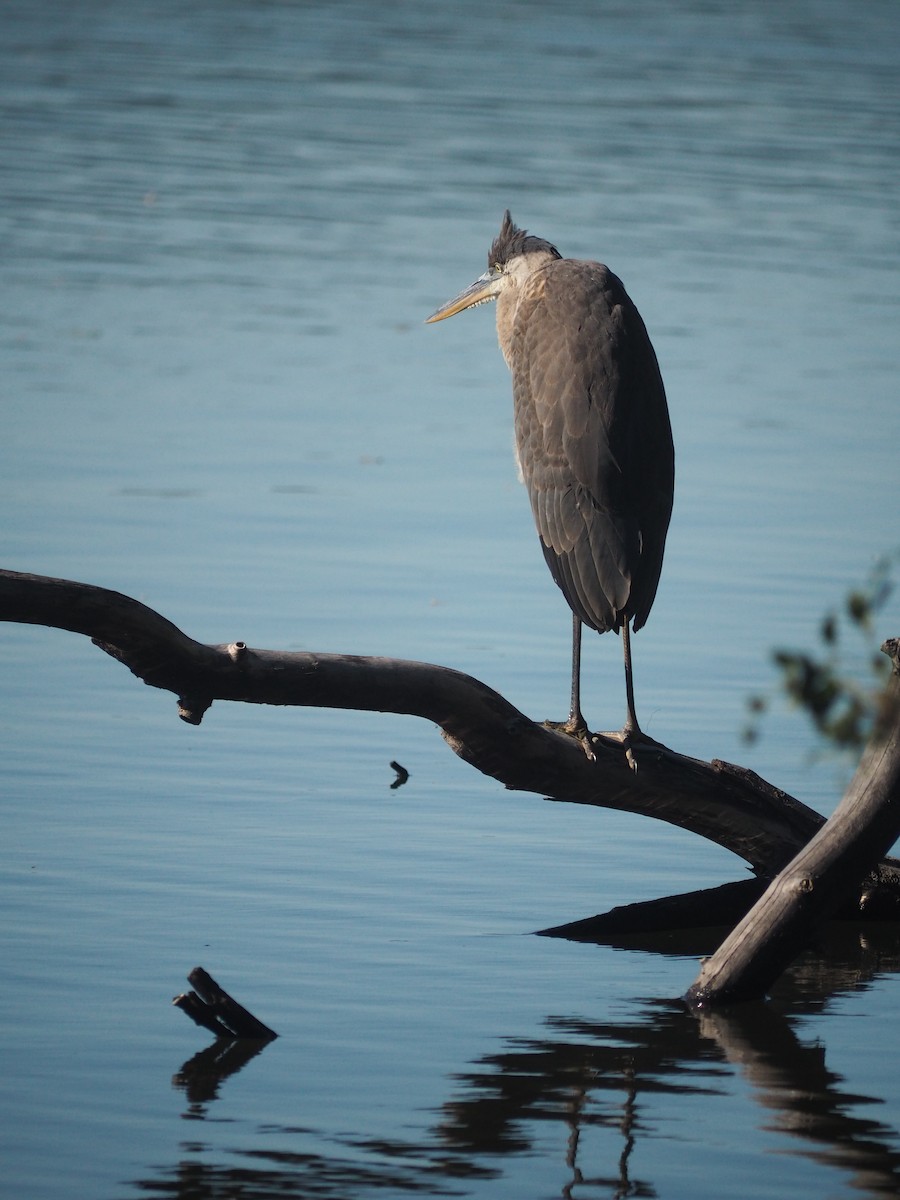 Great Blue Heron (Great Blue) - ML640729977