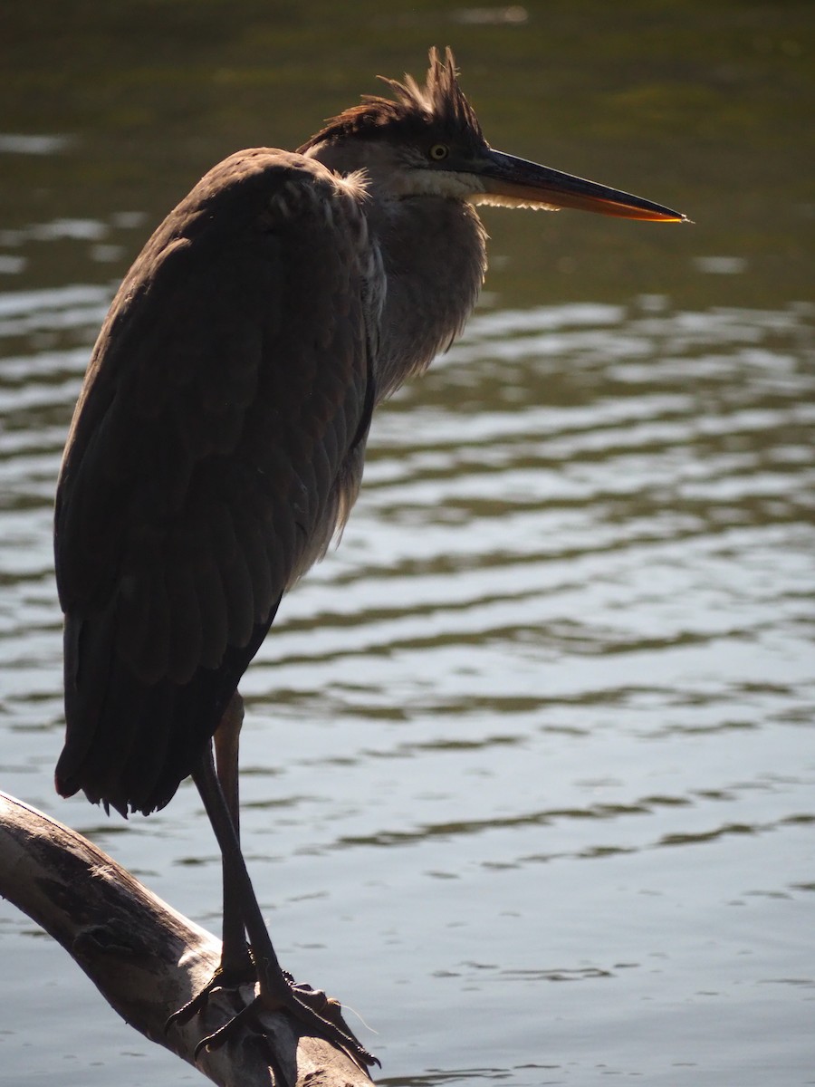 Great Blue Heron (Great Blue) - ML640729978