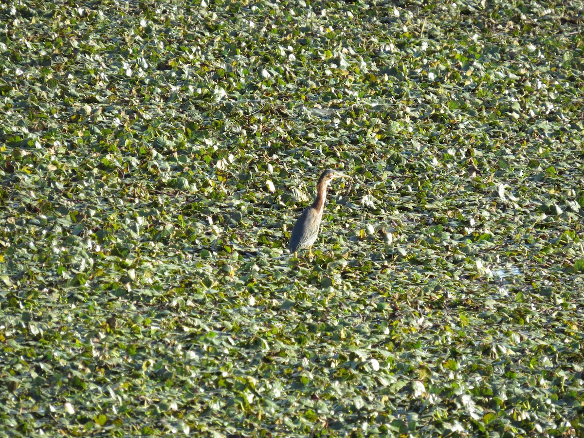 Green Heron - ML640730017