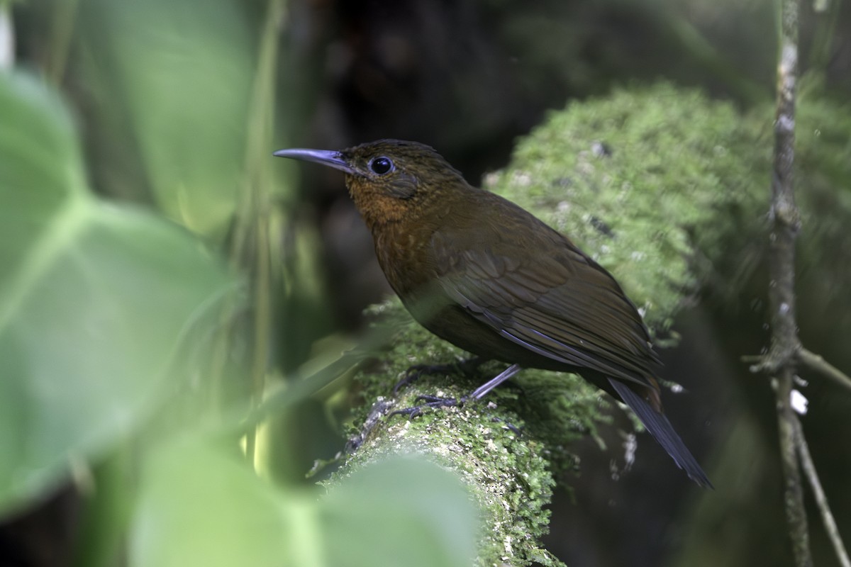 South American Leaftosser (Atlantic) - ML640730026