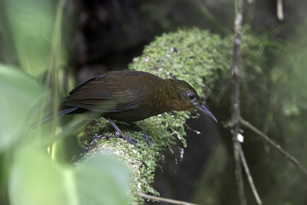 South American Leaftosser (Atlantic) - ML640730027