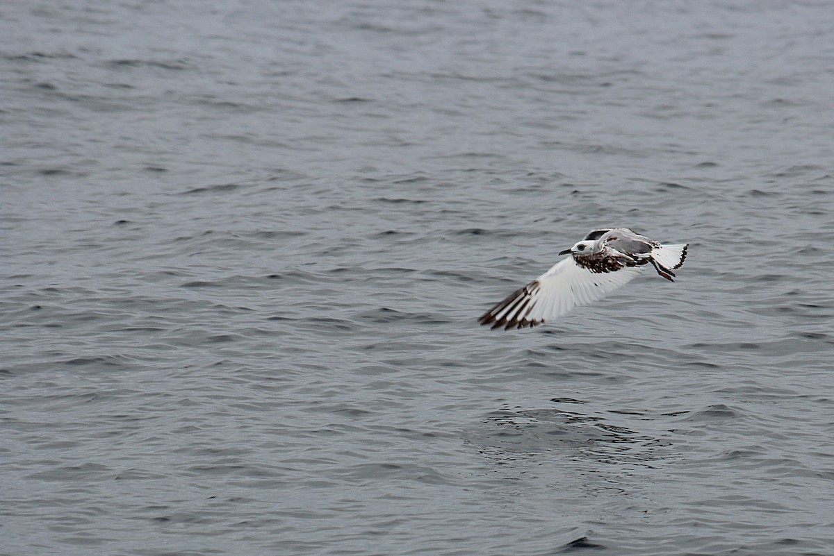 Swallow-tailed Gull - ML640730154