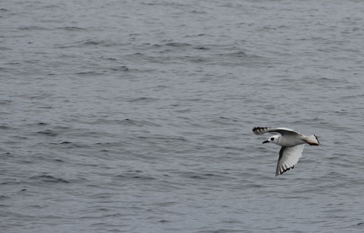 Swallow-tailed Gull - ML640730155
