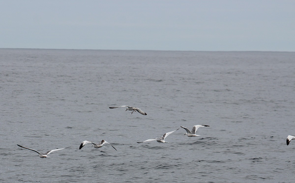 Swallow-tailed Gull - ML640730156