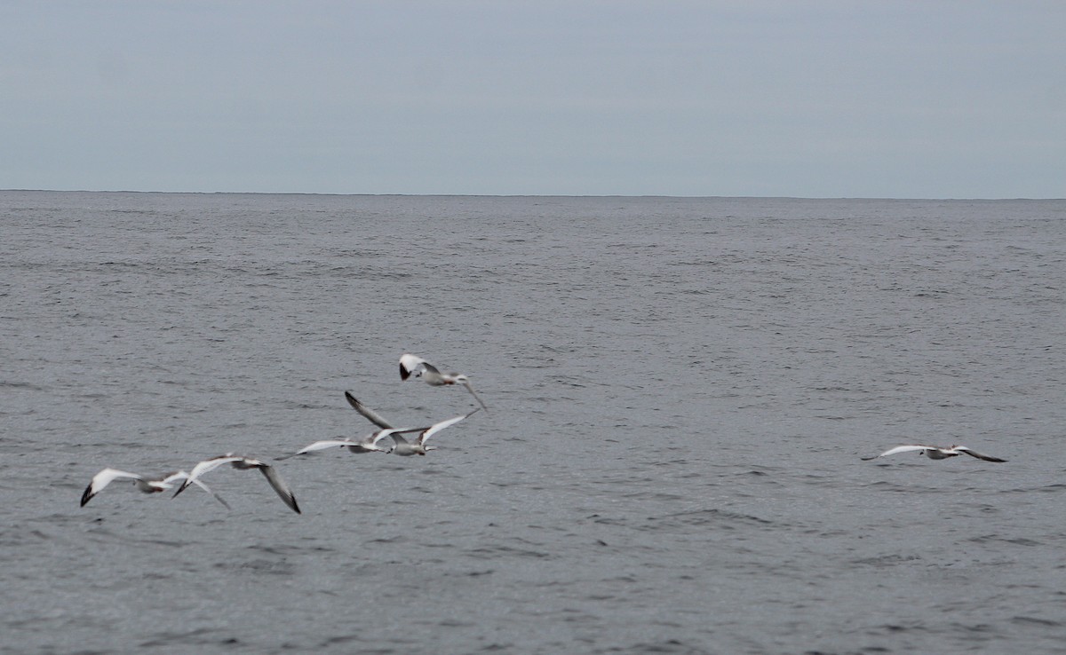 Swallow-tailed Gull - ML640730158