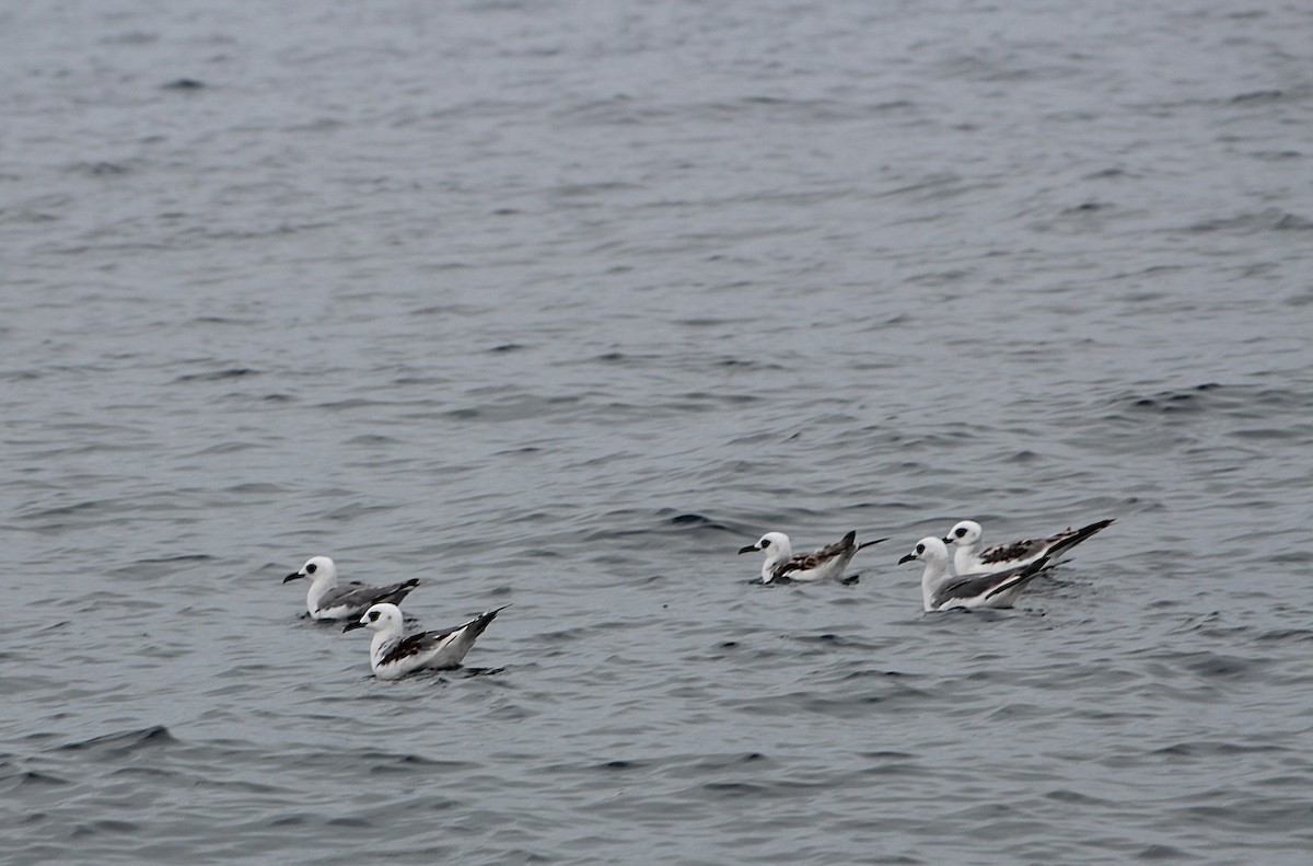 Swallow-tailed Gull - ML640730159