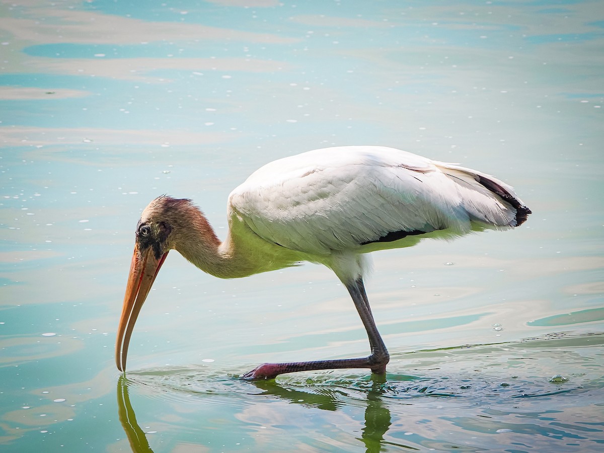 Wood Stork - ML640730193