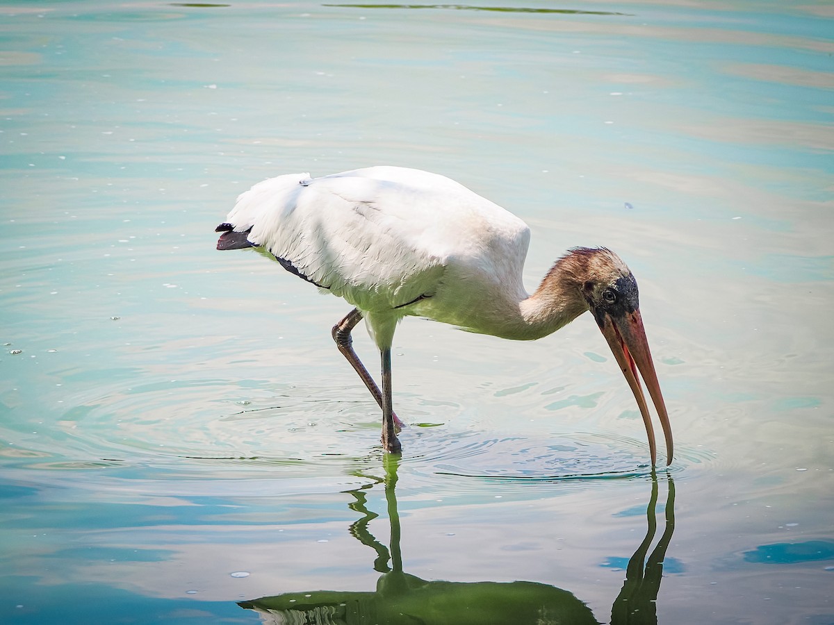 Wood Stork - ML640730194