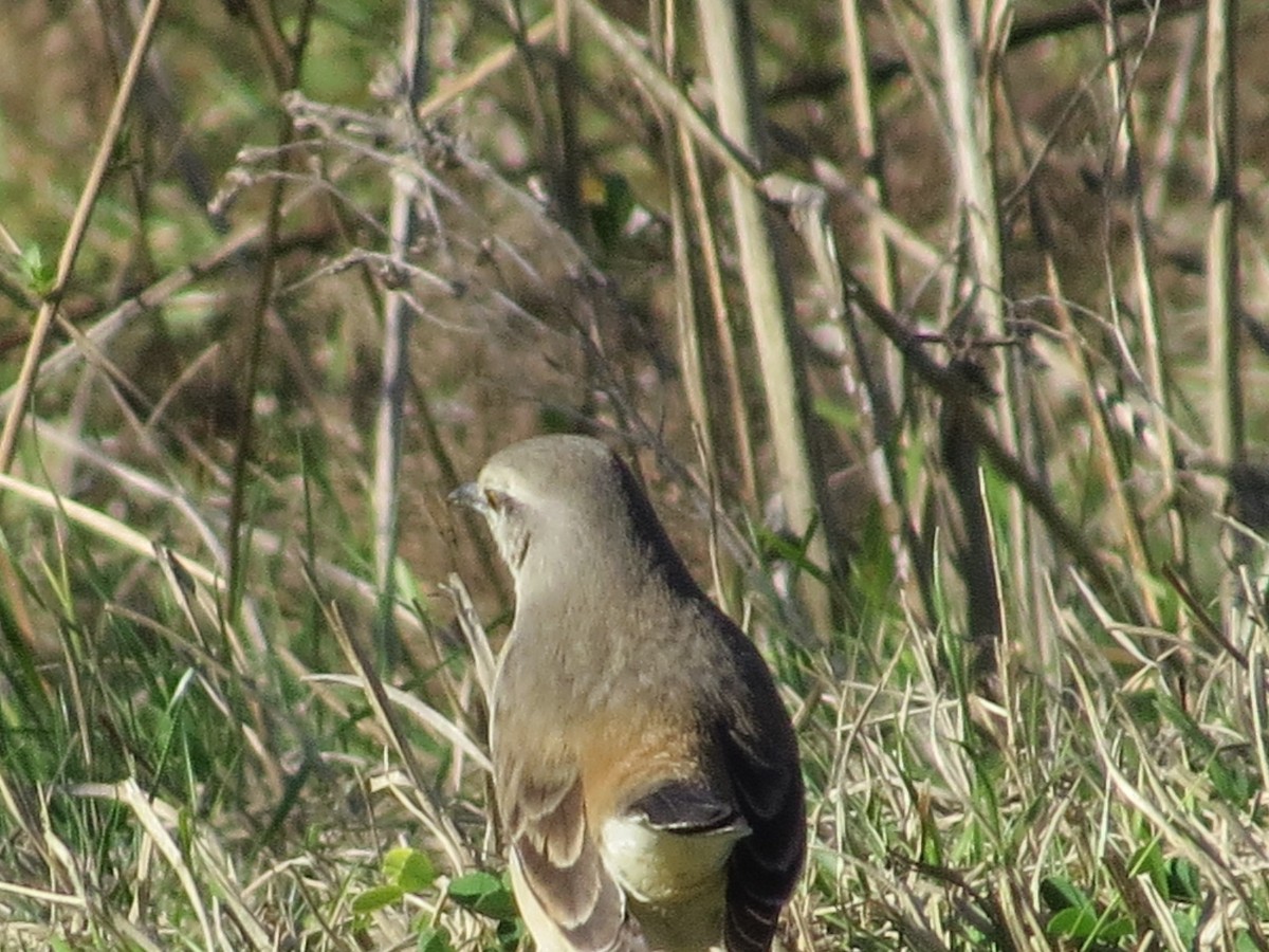 Patagonian Mockingbird - ML640730396