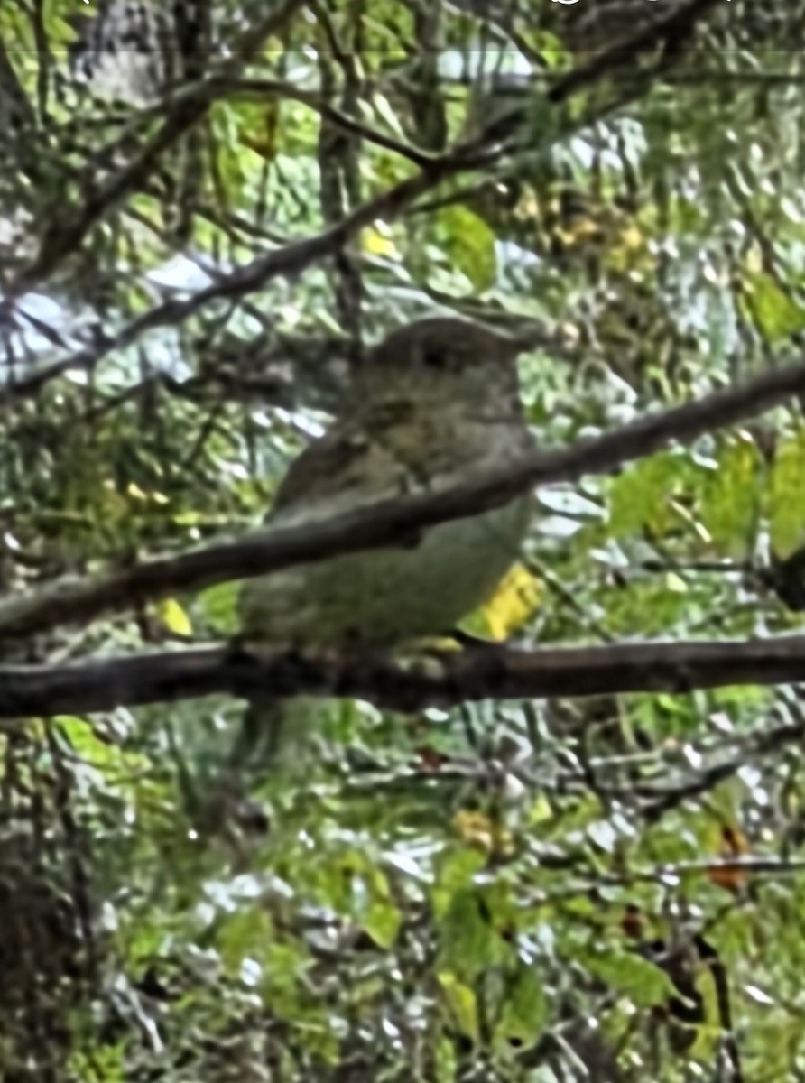 Acadian Flycatcher - ML640730427
