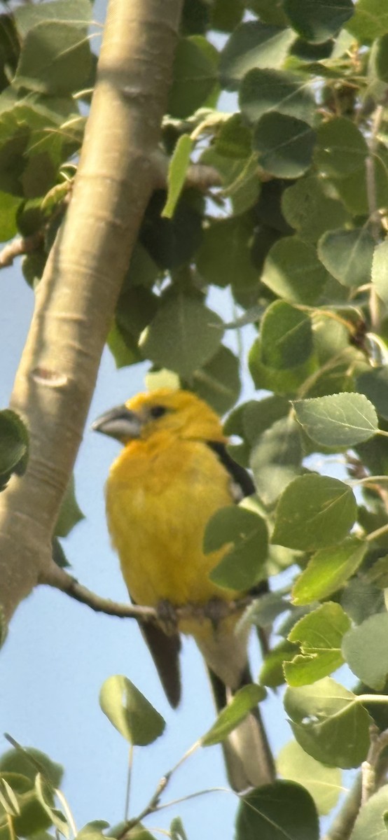 Yellow Grosbeak - ML640730435