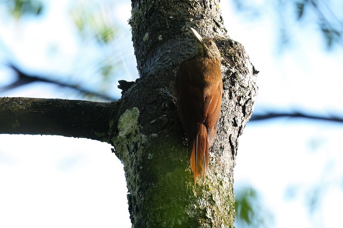 Zimmer's Woodcreeper - ML640730660