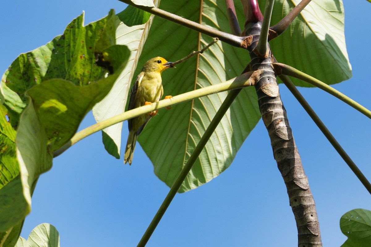 Orange-fronted Plushcrown - ML640730669