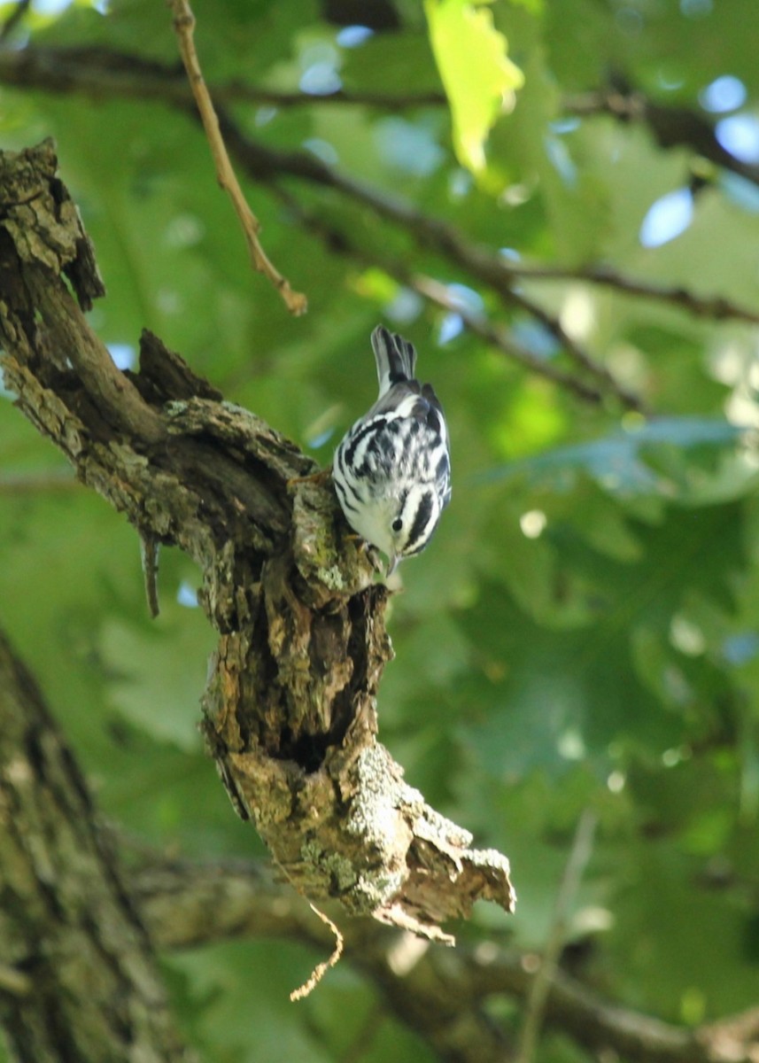 Black-and-white Warbler - ML640730672