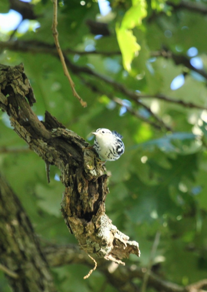 Black-and-white Warbler - ML640730673