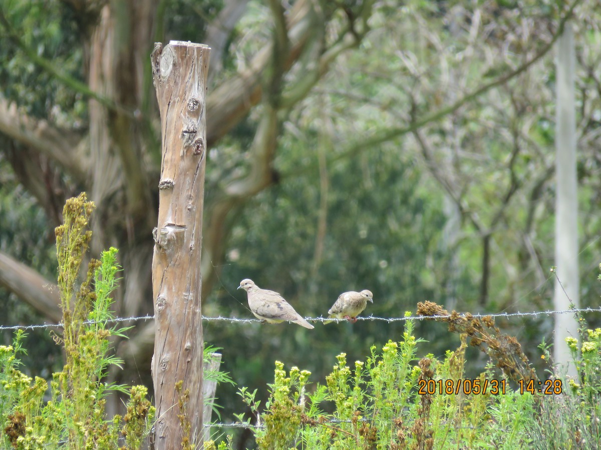 Eared Dove - ML640730720
