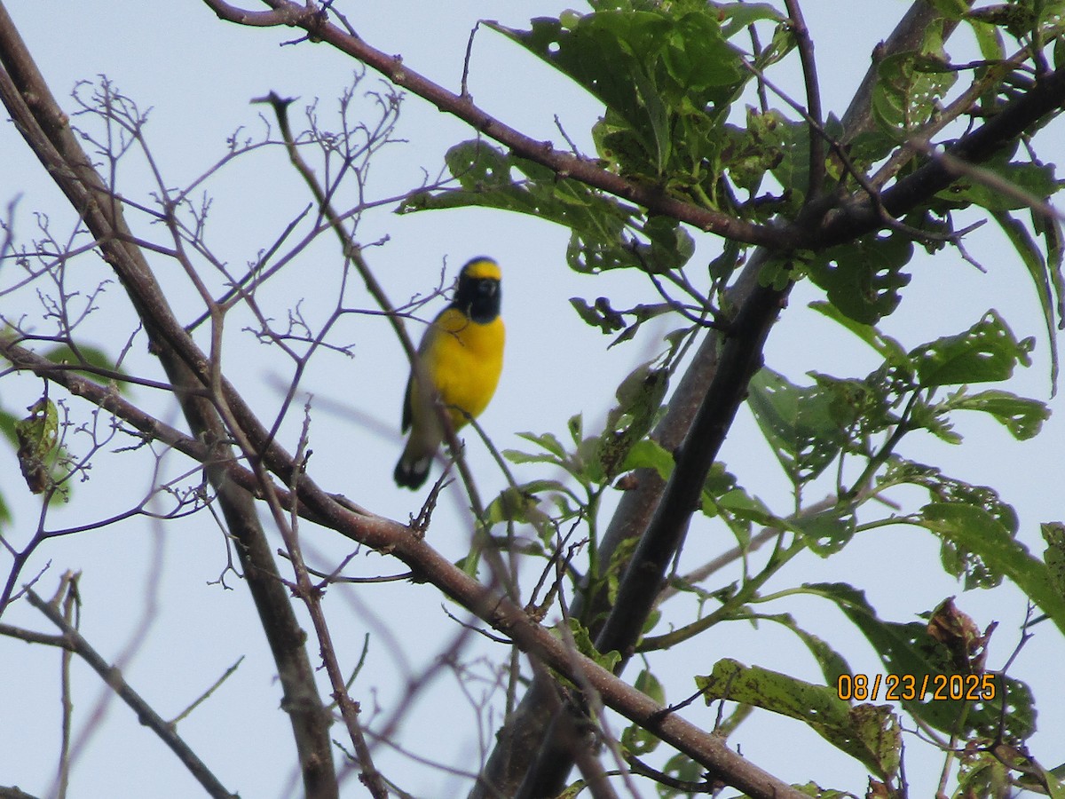 Scrub Euphonia - ML640730784
