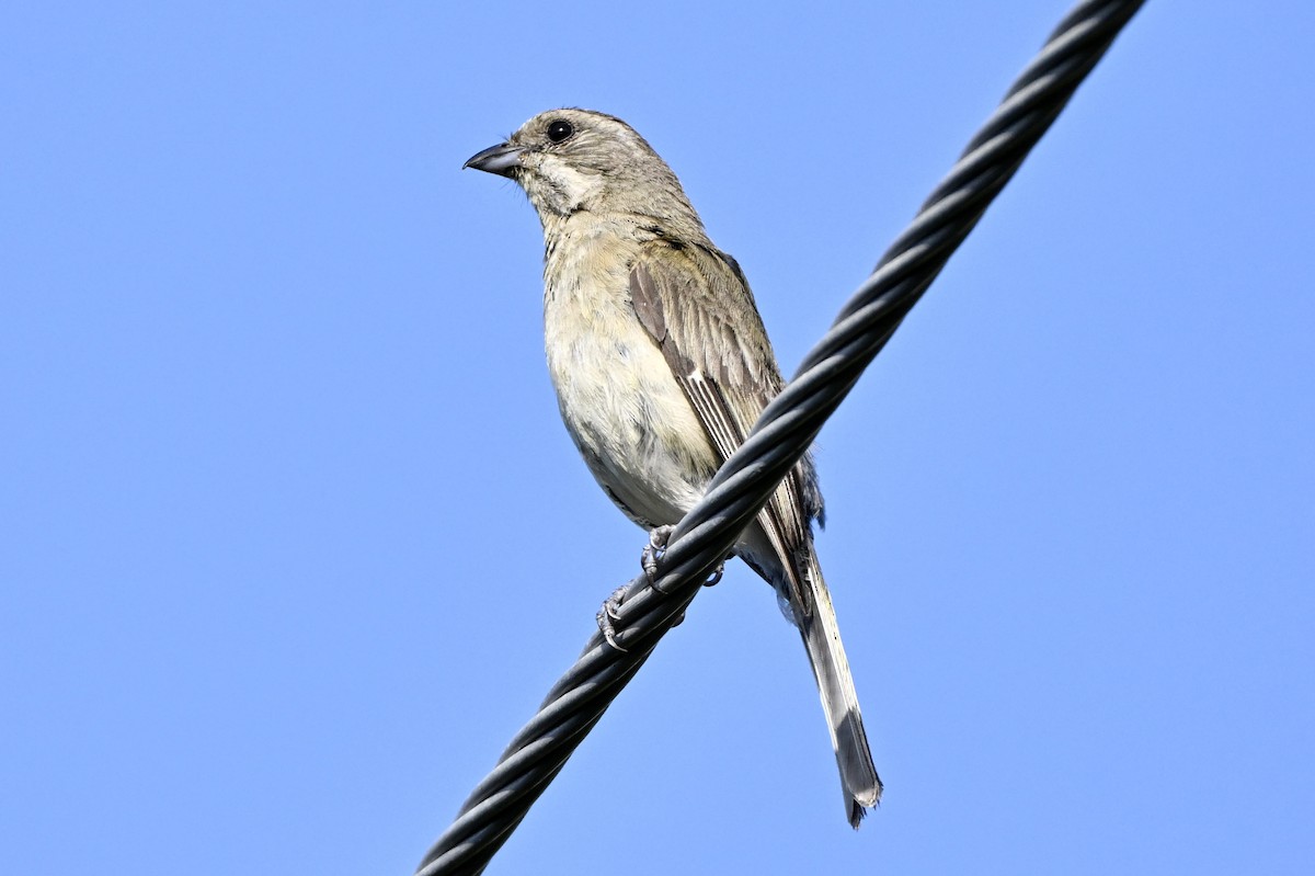 Western Spindalis - ML640730816