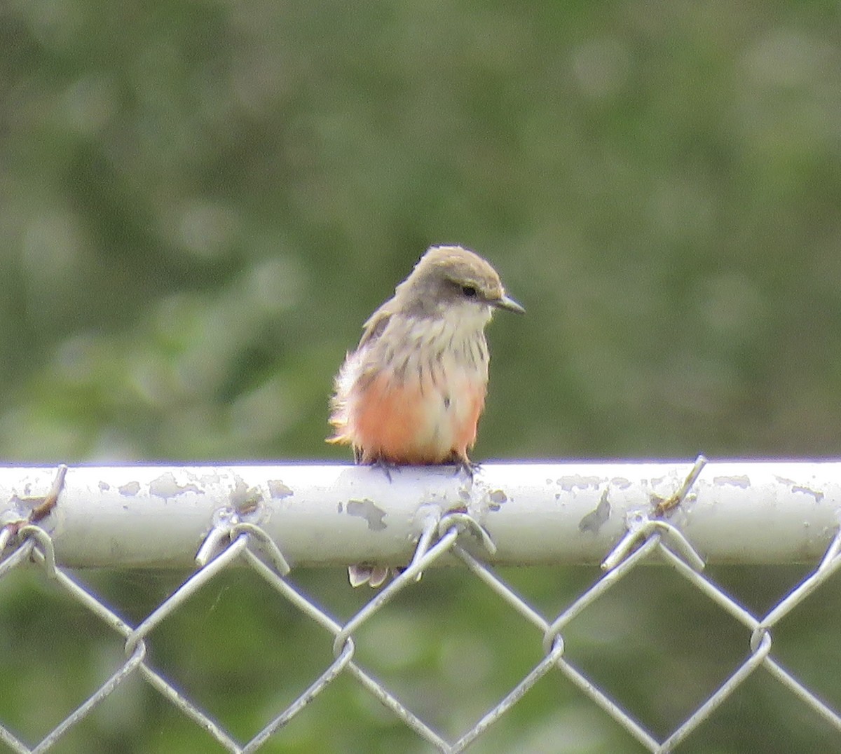 Vermilion Flycatcher - ML640730842