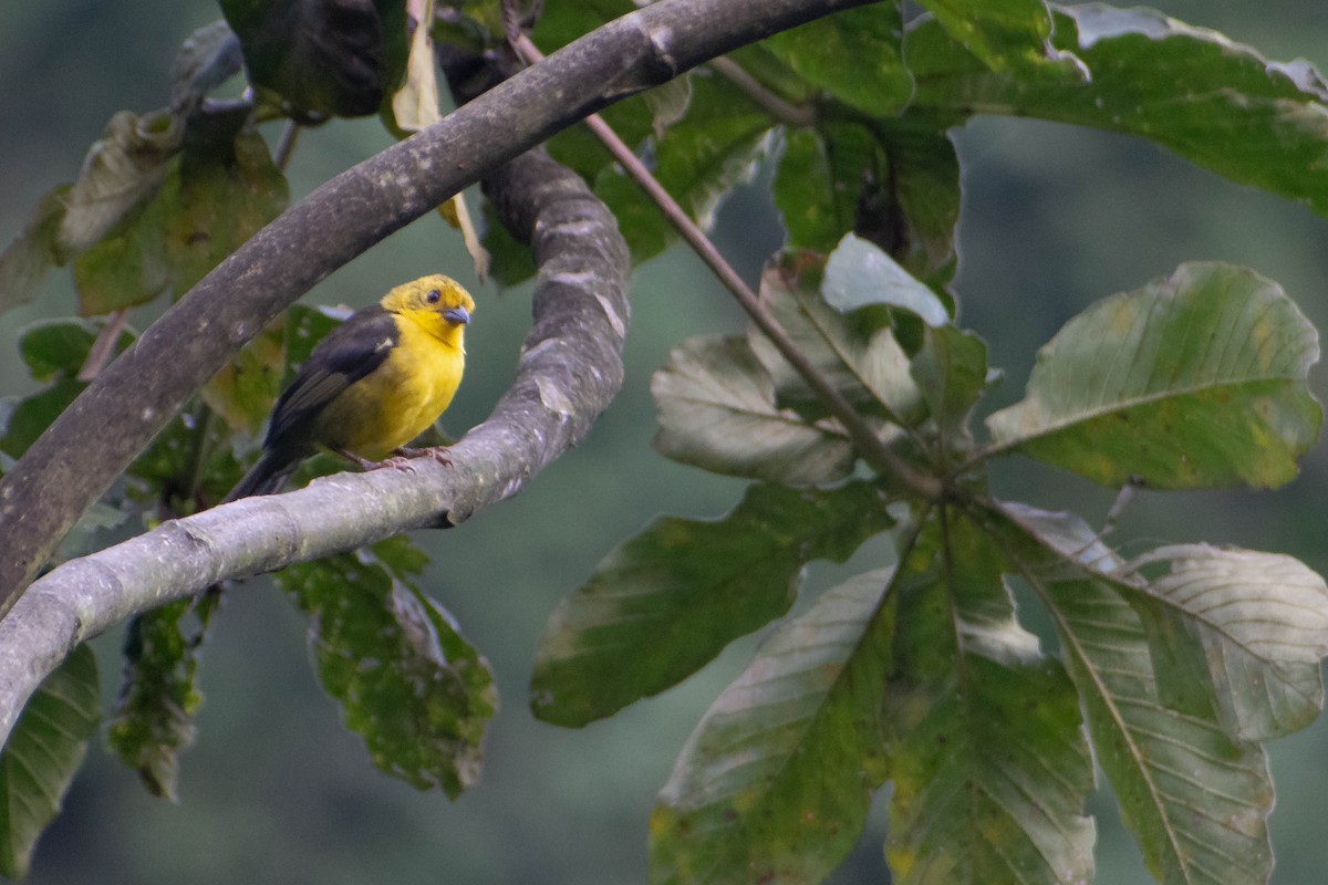 Yellow-headed Brushfinch - ML640730869