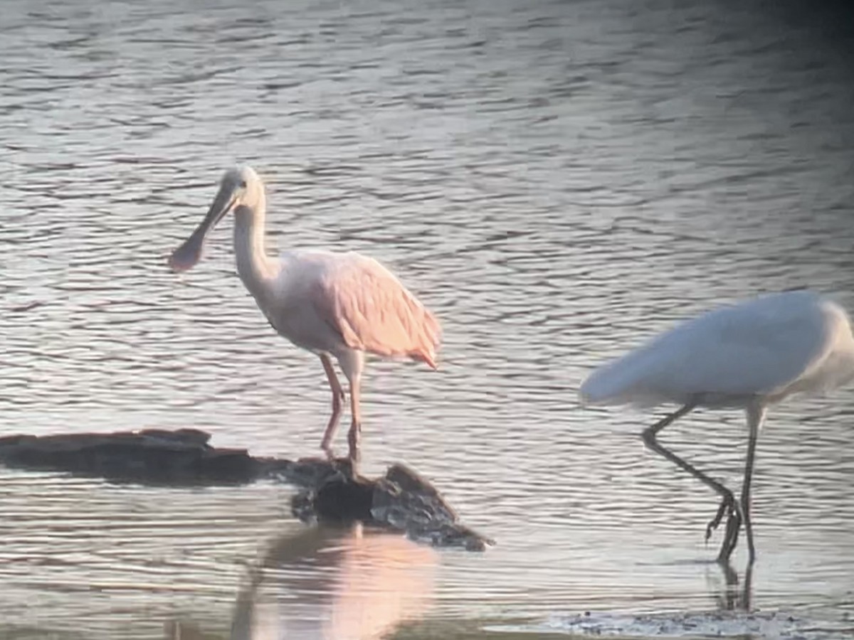 Roseate Spoonbill - ML640730895