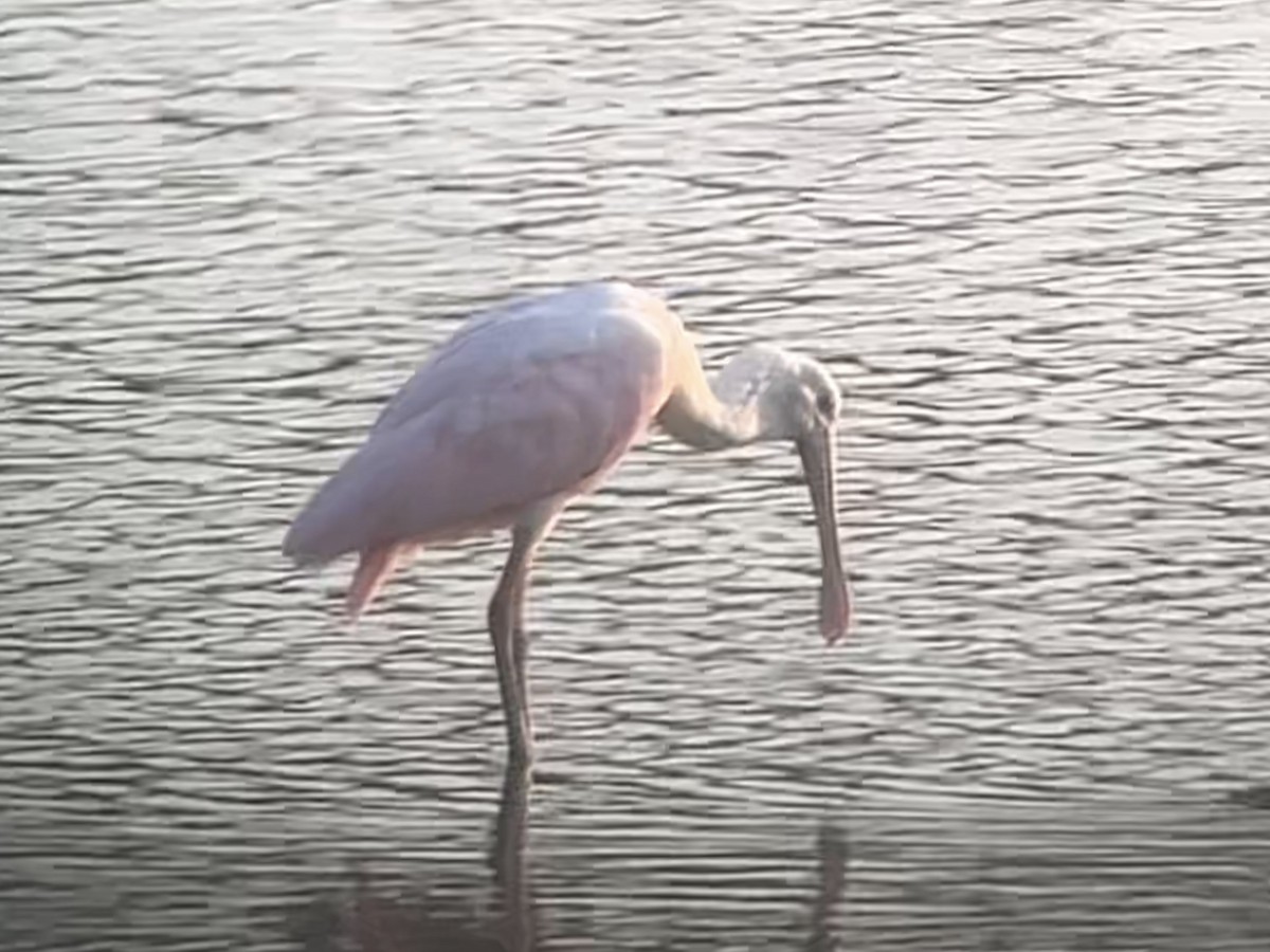 Roseate Spoonbill - ML640730896