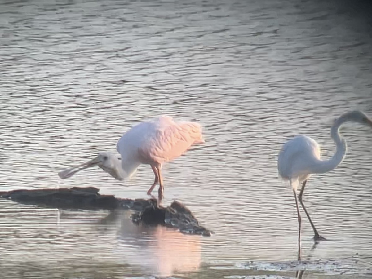 Roseate Spoonbill - ML640730897
