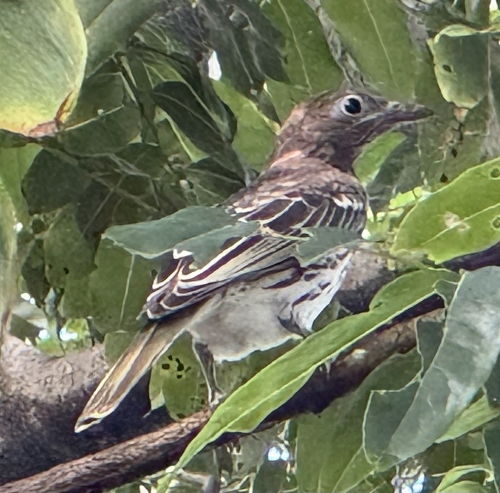 Australasian Figbird - ML640730900