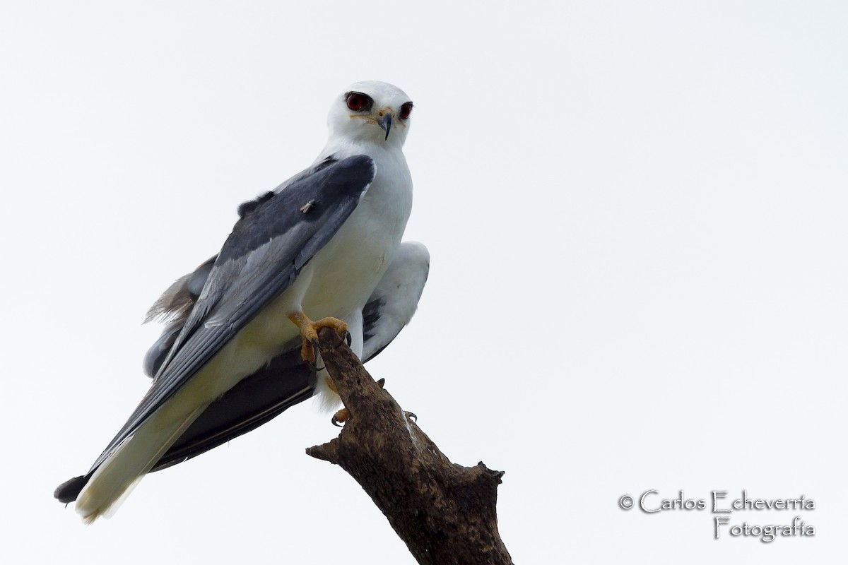 White-tailed Kite - Carlos Echeverría