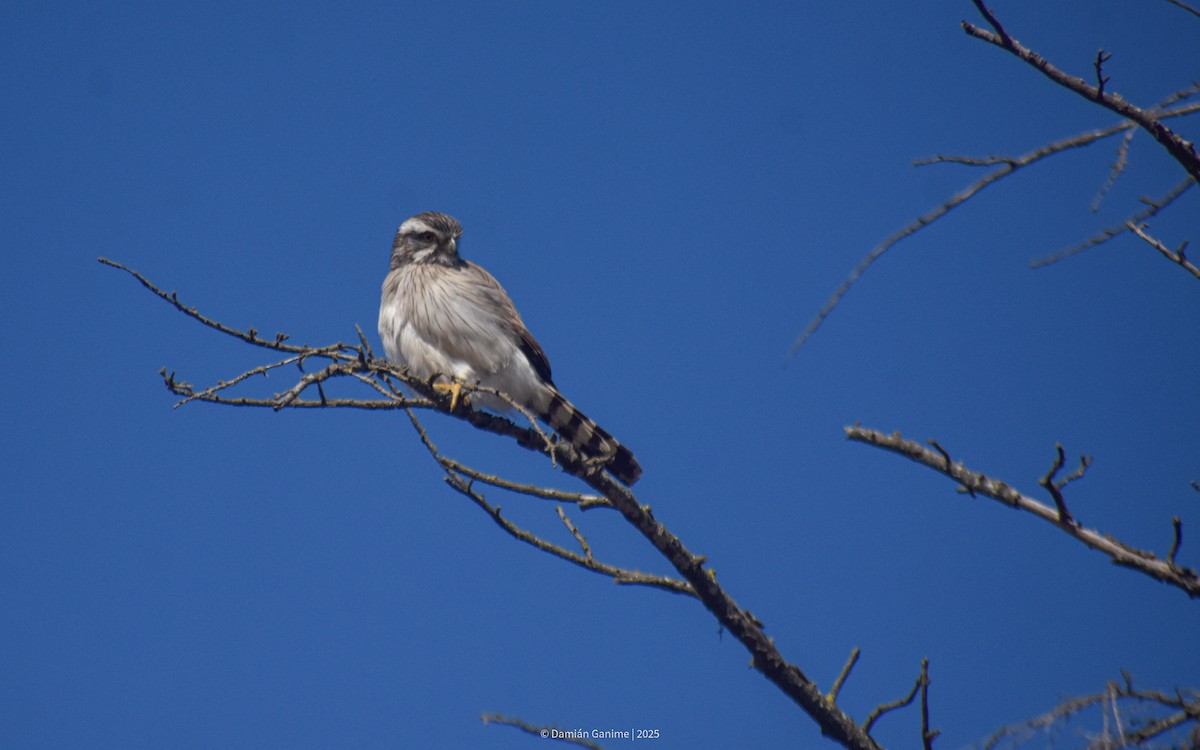 Spot-winged Falconet - ML640730919