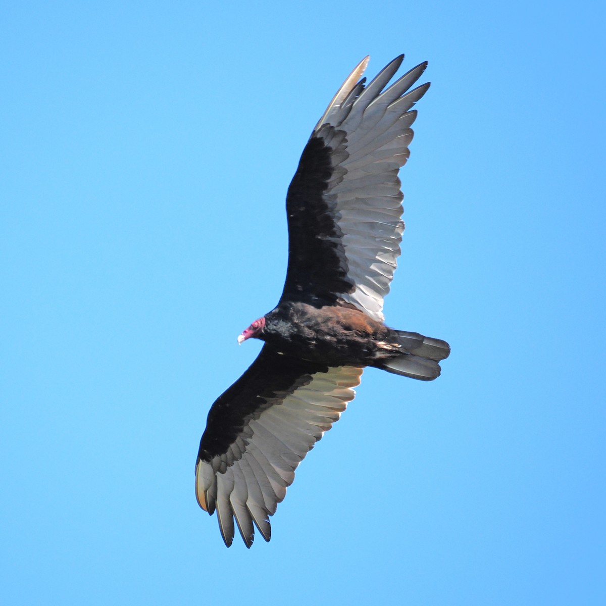 Turkey Vulture - ML640730954